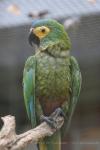 Red-bellied macaw