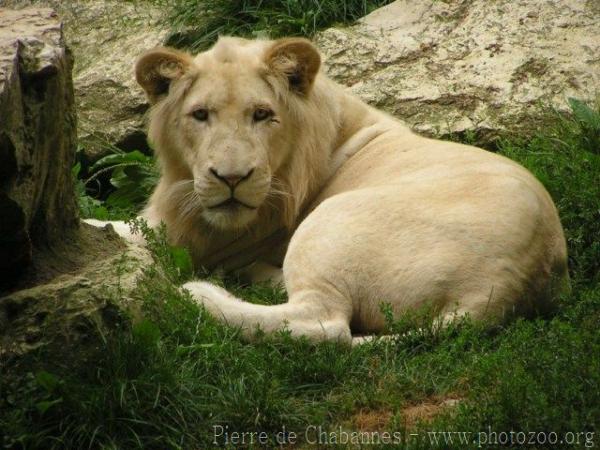 East-African (Transvaal) lion