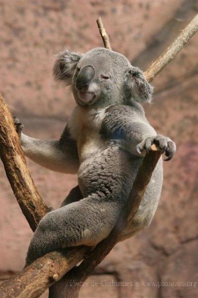 Koala