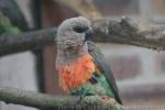 Red-bellied parrot *