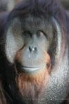 Bornean orang-utan