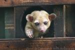 Kinkajou *