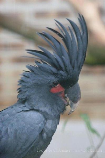 Palm cockatoo