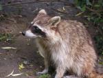 Northern raccoon *