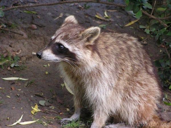 Northern raccoon *