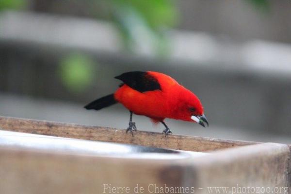 Brazilian tanager