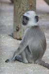 Northern plains gray langur