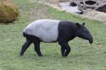 Malayan tapir