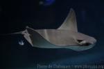 Sea Life Paris Val d'Europe