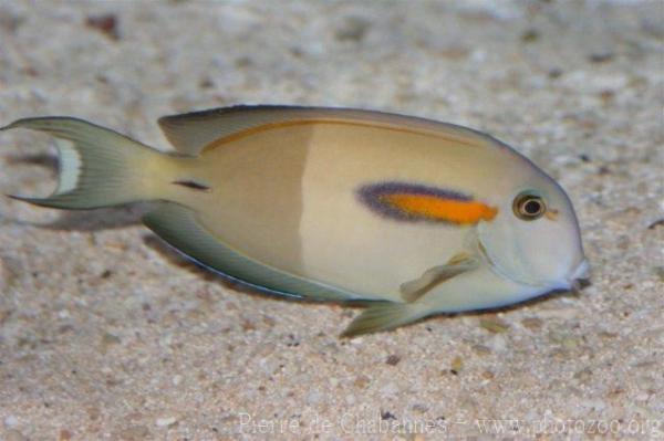 Orangespot surgeonfish