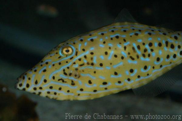 Scribbled leatherjacket filefish