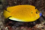 Threespot angelfish