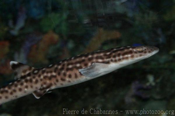 Coral catshark