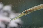 Chinese trumpetfish *