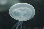 Moon jelly *