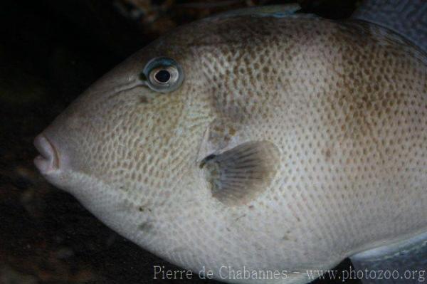 Grey triggerfish