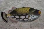 Clown triggerfish