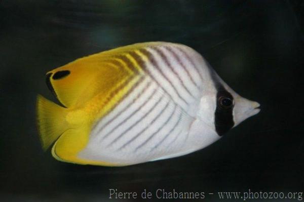 Threadfin butterflyfish