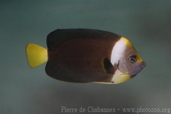 Queensland yellowtail angelfish *