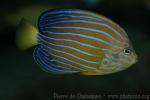 Bluestriped angelfish *