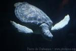 Atlantic green sea-turtle