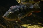 Tucunare cichlid