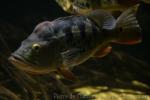 Tucunare cichlid