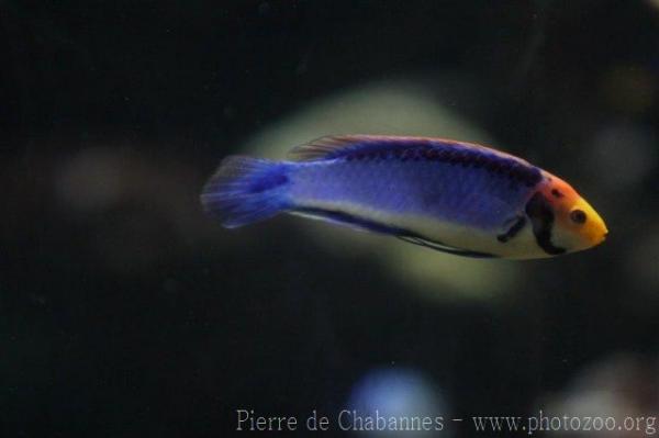 Red-eye wrasse