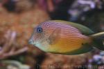 Twospot surgeonfish