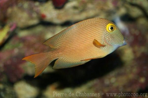 Spotted surgeonfish