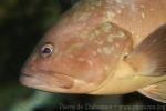 Dusky grouper