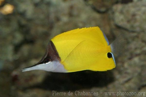 Longnose butterflyfish *