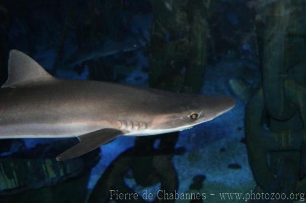 Tope shark