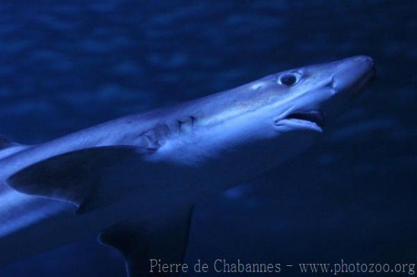 Tope shark