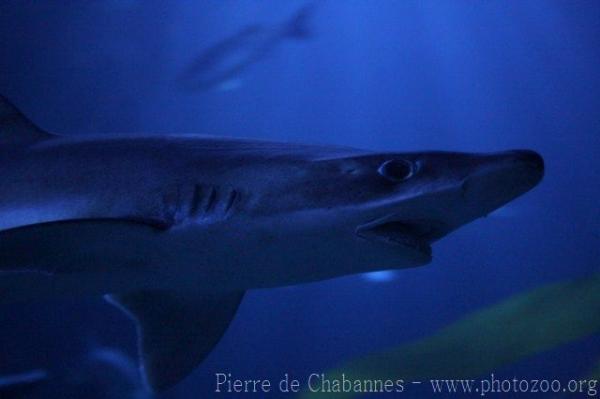 Tope shark