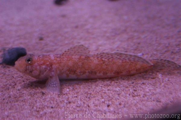 Red-mouthed goby