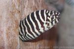 Zebra moray *