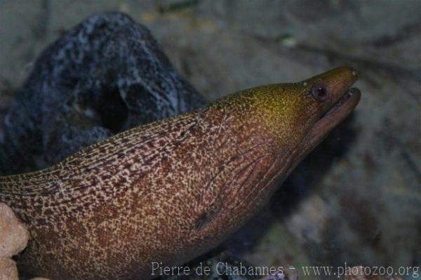 Undulated moray *