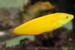 Canary wrasse