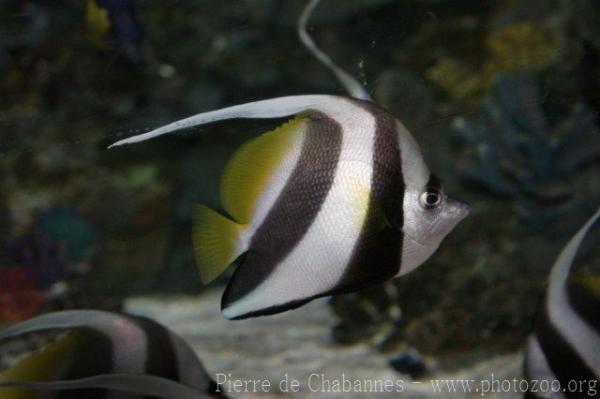 Pennant coralfish