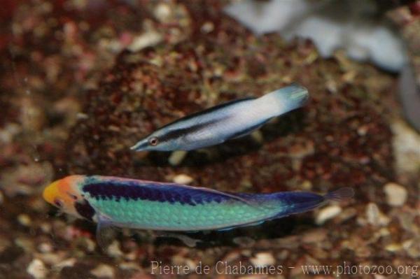 Bicolor cleaner wrasse *