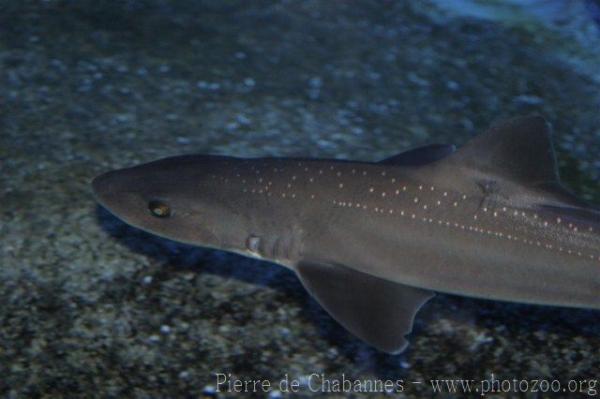 Starry smooth-hound