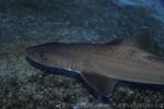 Starry smooth-hound