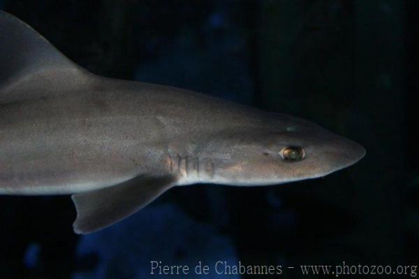 Common smooth-hound