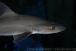 Common smooth-hound