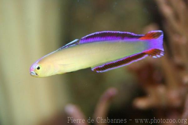 Elegant firefish