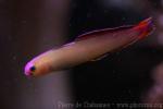 Elegant firefish