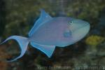 Red-toothed triggerfish