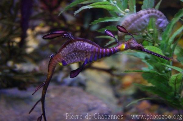 Weedy seadragon