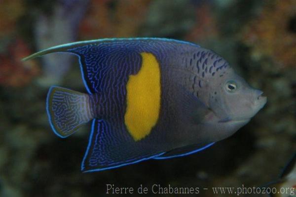 Yellowbar angelfish